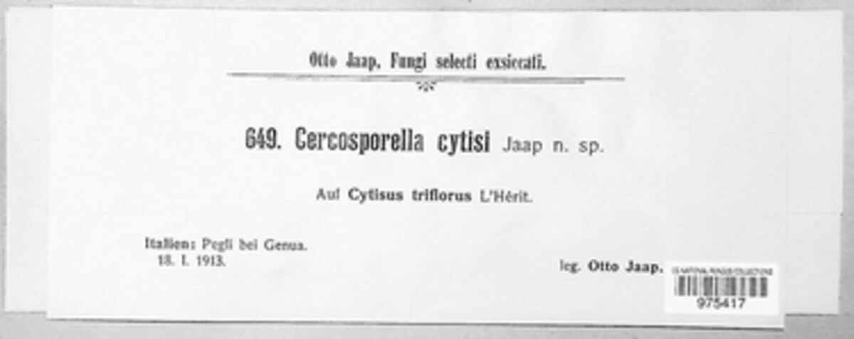 Cercosporella cytisi image